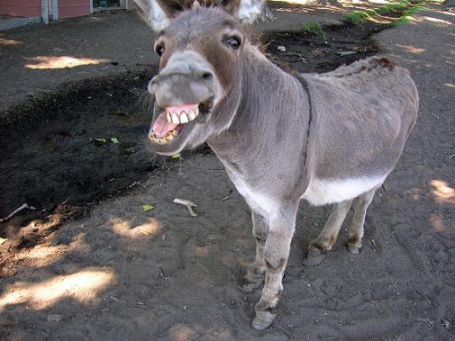 donkey_4.jpg