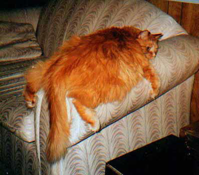 World's fattest cat.